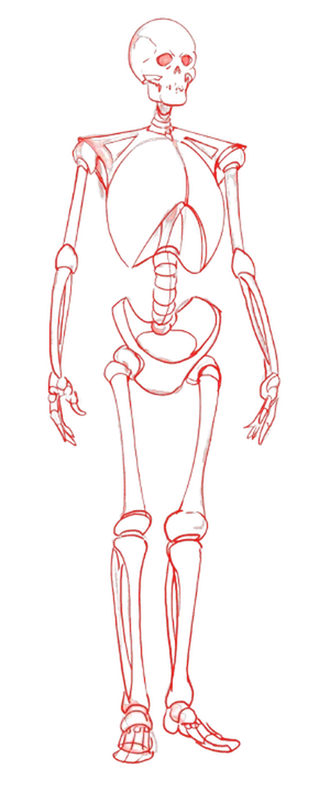 Step 2: the skeleton structure
