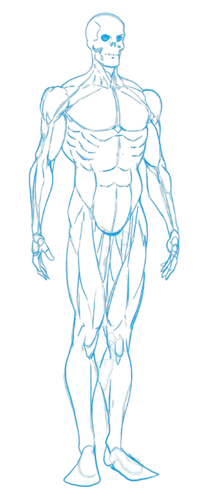 Step 3: muscle forms in blue pencil